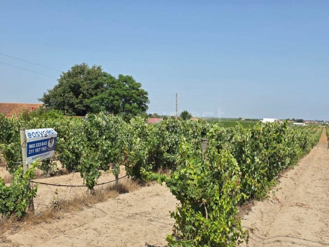 Terreno R�stico - Palmela, Palmela, Set�bal - Imagem grande