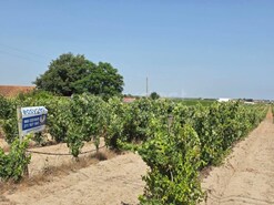 Terreno R�stico - Palmela, Palmela, Set�bal