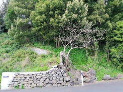 Terreno Rstico - Terra Ch, Angra do Heroismo, Ilha Terceira