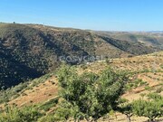 Terreno R�stico - Torre de Moncorvo, Torre de Moncorvo, Bragan�a - Miniatura: 9/9