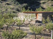 Terreno R�stico - Urros, Torre de Moncorvo, Bragan�a - Miniatura: 3/9