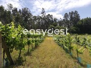 Terreno R�stico - REQUEIXO, NOSSA SENHORA DE F�TIMA E NARIZ, Aveiro, Aveiro - Miniatura: 3/9