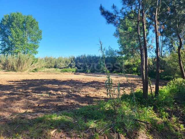 Terreno R�stico - Valado dos Frades, Nazar�, Leiria - Imagem grande