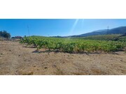 Terreno R�stico - Cabe�a Boa, Torre de Moncorvo, Bragan�a - Miniatura: 5/9