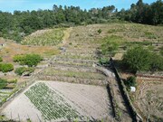 Terreno R�stico - Carvi�ais, Torre de Moncorvo, Bragan�a - Miniatura: 5/9