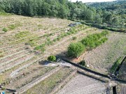 Terreno R�stico - Carvi�ais, Torre de Moncorvo, Bragan�a - Miniatura: 7/9