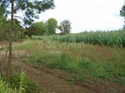 Terreno R�stico - Valado dos Frades, Nazar�, Leiria - Miniatura: 6/9