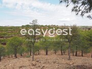 Terreno R�stico - Azinhal, Castro Marim, Faro (Algarve) - Miniatura: 9/9