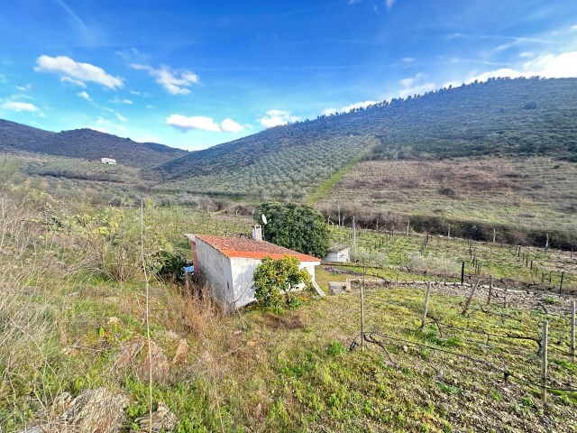 Terreno R�stico - Poiares, Freixo de Espada � Cinta, Bragan�a - Imagem grande