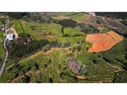 Terreno R�stico - Maiorga, Alcoba�a, Leiria - Miniatura: 1/9