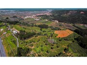 Terreno R�stico - Maiorga, Alcoba�a, Leiria - Miniatura: 3/9