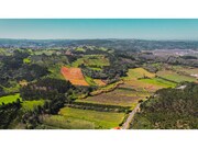 Terreno R�stico - Maiorga, Alcoba�a, Leiria - Miniatura: 4/9