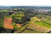 Terreno R�stico - Maiorga, Alcoba�a, Leiria - Miniatura: 5/9