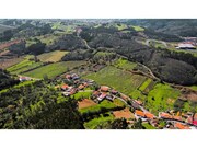 Terreno R�stico - Maiorga, Alcoba�a, Leiria - Miniatura: 8/9