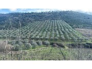 Terreno R�stico - Poiares, Freixo de Espada � Cinta, Bragan�a - Miniatura: 1/9