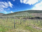 Terreno R�stico - Poiares, Freixo de Espada � Cinta, Bragan�a - Miniatura: 3/9
