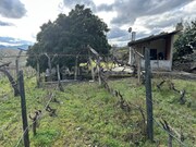 Terreno R�stico - Poiares, Freixo de Espada � Cinta, Bragan�a - Miniatura: 4/9