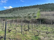 Terreno R�stico - Poiares, Freixo de Espada � Cinta, Bragan�a - Miniatura: 9/9