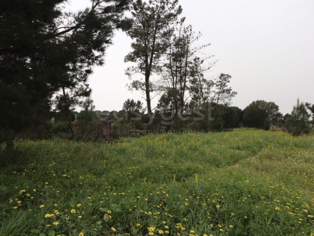 Terreno R�stico - Peg�es, Montijo, Set�bal - Imagem grande