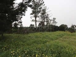 Terreno R�stico - Peg�es, Montijo, Set�bal