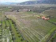 Terreno R�stico - Horta da Vilari�a, Torre de Moncorvo, Bragan�a - Miniatura: 3/9