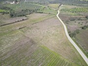Terreno R�stico - Horta da Vilari�a, Torre de Moncorvo, Bragan�a - Miniatura: 6/9