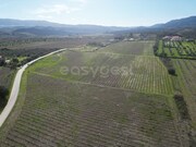 Terreno R�stico - Horta da Vilari�a, Torre de Moncorvo, Bragan�a - Miniatura: 7/9