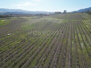 Terreno R�stico - Horta da Vilari�a, Torre de Moncorvo, Bragan�a - Miniatura: 8/9
