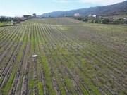 Terreno R�stico - Horta da Vilari�a, Torre de Moncorvo, Bragan�a - Miniatura: 9/9