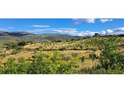 Terreno R�stico - Cabe�a Boa, Torre de Moncorvo, Bragan�a - Miniatura: 2/9