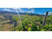 Terreno R�stico - Cabe�a Boa, Torre de Moncorvo, Bragan�a - Miniatura: 9/9