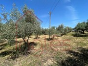 Armazm - S. Vicente do Pal, Santarm, Santarm - Miniatura: 6/9