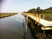 Terreno Rstico - Esgueira, Aveiro, Aveiro - Miniatura: 9/9