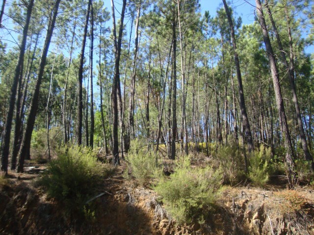 Terreno Rstico - Troviscal, Sert, Castelo Branco - Imagem grande