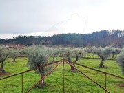 Moradia T2 - Castelo, Sert, Castelo Branco - Miniatura: 8/9