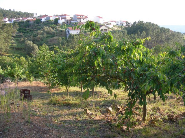 Terreno Rstico - Troviscal, Sert, Castelo Branco - Imagem grande