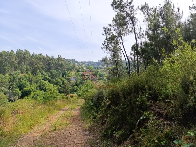 Terreno Rústico - Pedrogão Pequeno, Sertã, Castelo Branco - Imagem grande