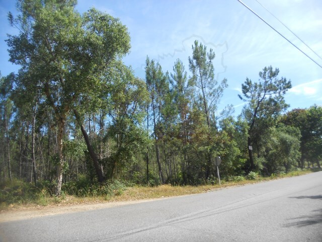 Terreno Rstico - Castelo, Sert, Castelo Branco - Imagem grande