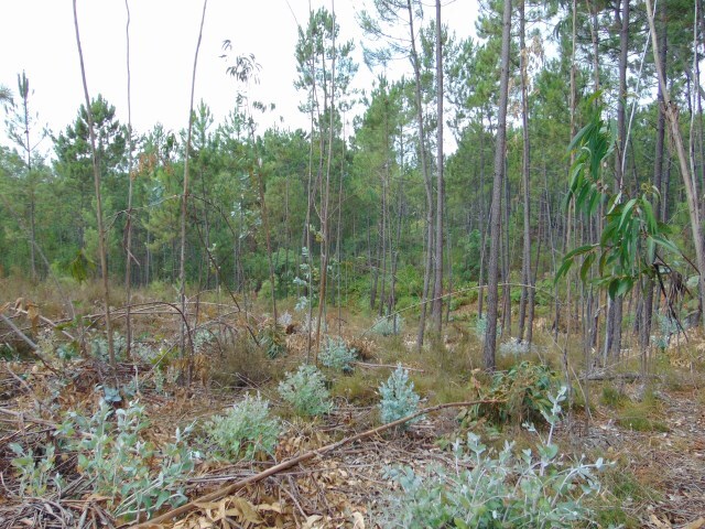 Terreno Rstico - Sert, Sert, Castelo Branco - Imagem grande