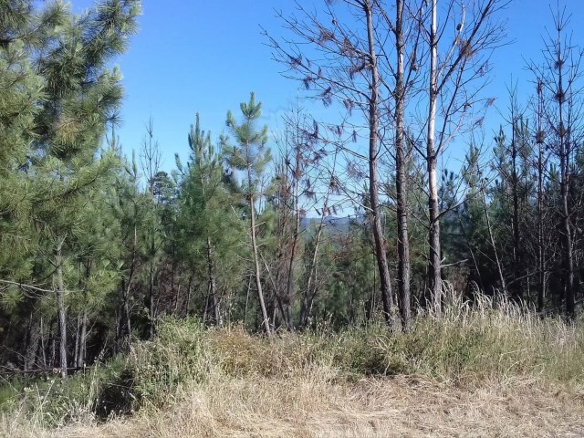 Terreno Rstico - Cernache do Bonjardim, Sert, Castelo Branco - Imagem grande