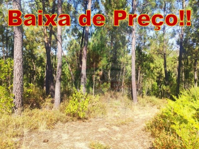 Terreno Rstico - Cernache do Bonjardim, Sert, Castelo Branco - Imagem grande