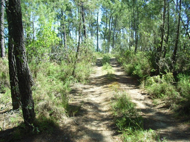 Terreno Rstico - Sert, Sert, Castelo Branco - Imagem grande