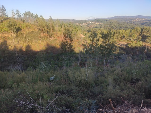 Terreno Rústico - Sertã, Sertã, Castelo Branco - Imagem grande
