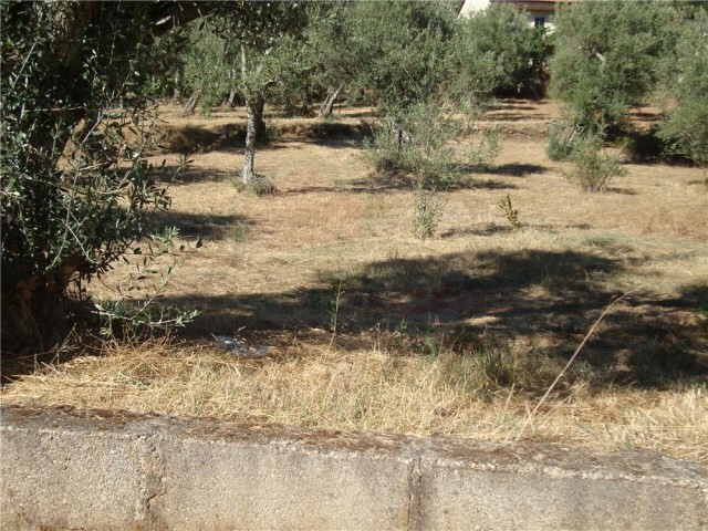 Terreno Rstico - Peral, Proena-a-Nova, Castelo Branco - Imagem grande