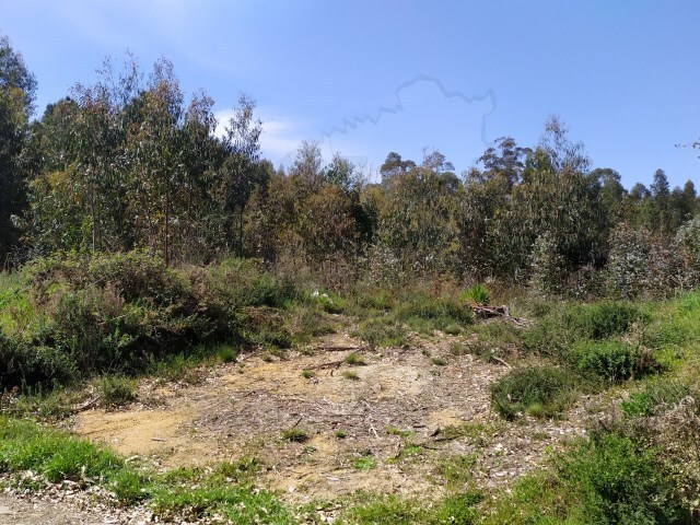 Terreno Rstico - Pedrogo Pequeno, Sert, Castelo Branco - Imagem grande
