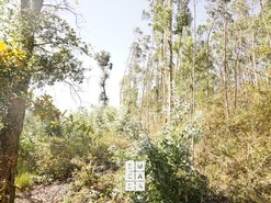 Terreno R�stico T0 - Santiago de Riba-Ul, Oliveira de Azem�is, Aveiro - Miniatura: 4/8