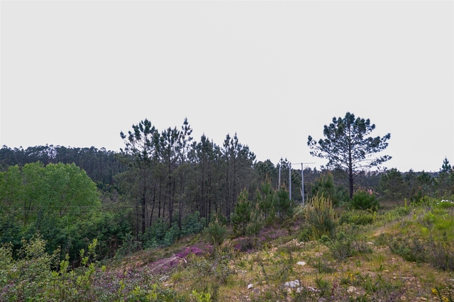 Terreno Urbano T0 - Nogueira do Cravo, Oliveira de Azem�is, Aveiro - Imagem grande