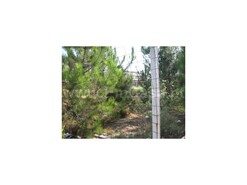 Terreno R�stico T0 - Nogueira do Cravo, Oliveira de Azem�is, Aveiro - Miniatura: 8/8
