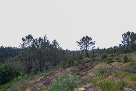 Terreno Urbano T0 - Nogueira do Cravo, Oliveira de Azem�is, Aveiro - Miniatura: 7/13