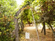 Terreno Rstico - Macieira de Sarnes, Oliveira de Azemis, Aveiro - Miniatura: 2/2